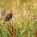 Corn bunting in Sussex