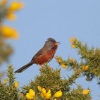 Dartford warbler in Sussex
