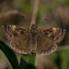 Dingy skipper butterfly in Sussex.