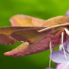 Elephant hawk moth in Sussex