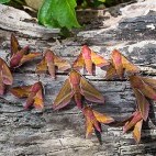 Elephant hawk moth in Sussex.