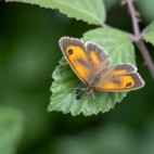 Hedge brown butterfly in Sussex