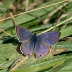 Long-tailed blue butterfly in Sussex.