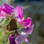 Long-tailed blue butterfly in Sussex.