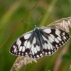 Marbled white butterfly in Sussex