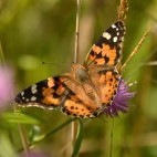 Painted lady butterfly in Sussex