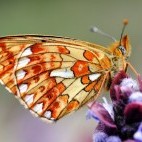 Pearl-bordered fritillary in Sussex.