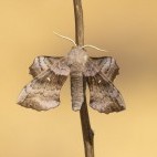 Poplar hawk moth in Sussex