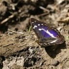 Purple emperor butterfly in Sussex