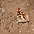 Purple emperor butterfly in Sussex.