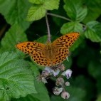 Silver-washed fritillary in Sussex.