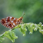 Small pearl-bordered fritillary in Sussex