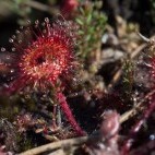 Sundew with prey in Sussex.