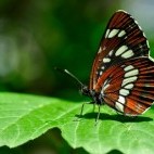 White admiral in Sussex