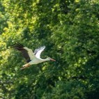 White stork in Sussex