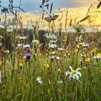 Wildflower meadow in Sussex