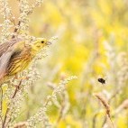 Yellowhammer in Sussex