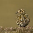 Golden plover in the Shetland Islands, Scotland