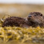 Otter in the Shetland Islands