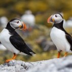 Pair of puffins in the Shetland Islands, Scotland
