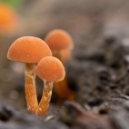 Fungi in the New Forest.