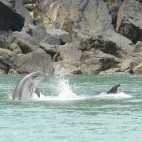 Bottlenose dolphin in Cardigan Bay, Wales.