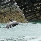 Bottlenose dolphin in Cardigan Bay, Wales.