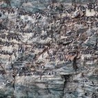 Nesting guillemots on the Welsh Coast