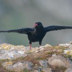 Chough