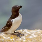 Razorbill