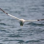 Gannet