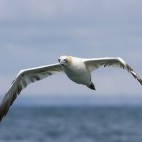 Gannet