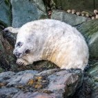 Grey seal pup