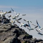 Northern gannet colony