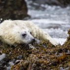 Grey seal pup