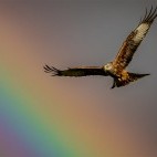 Red kite in Wales.
