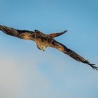 Red kite in Wales.