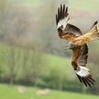 Red kite in Wales.