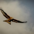 Red kite in Wales.