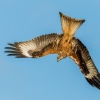 Red kite in Wales.