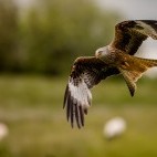 Red kite in Wales.