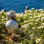 Atlantic puffin