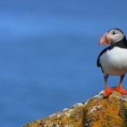 Atlantic puffin