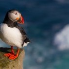 Atlantic puffin