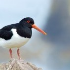 Oystercatcher