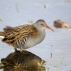 Water rail in the UK