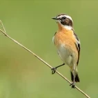 Whinchat in Devon
