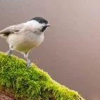 Willow tit in Devon