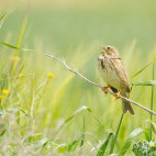 Corn bunting in Wiltshire