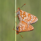 Marsh fritillary in Wiltshire